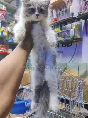1-3 Months Male Purebred Persian