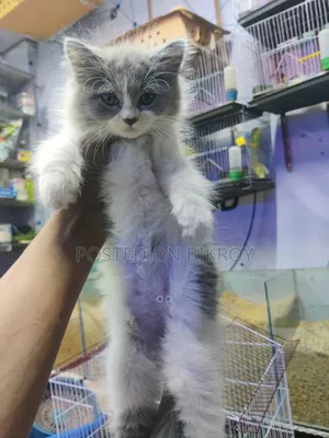 1-3 Months Male Purebred Persian