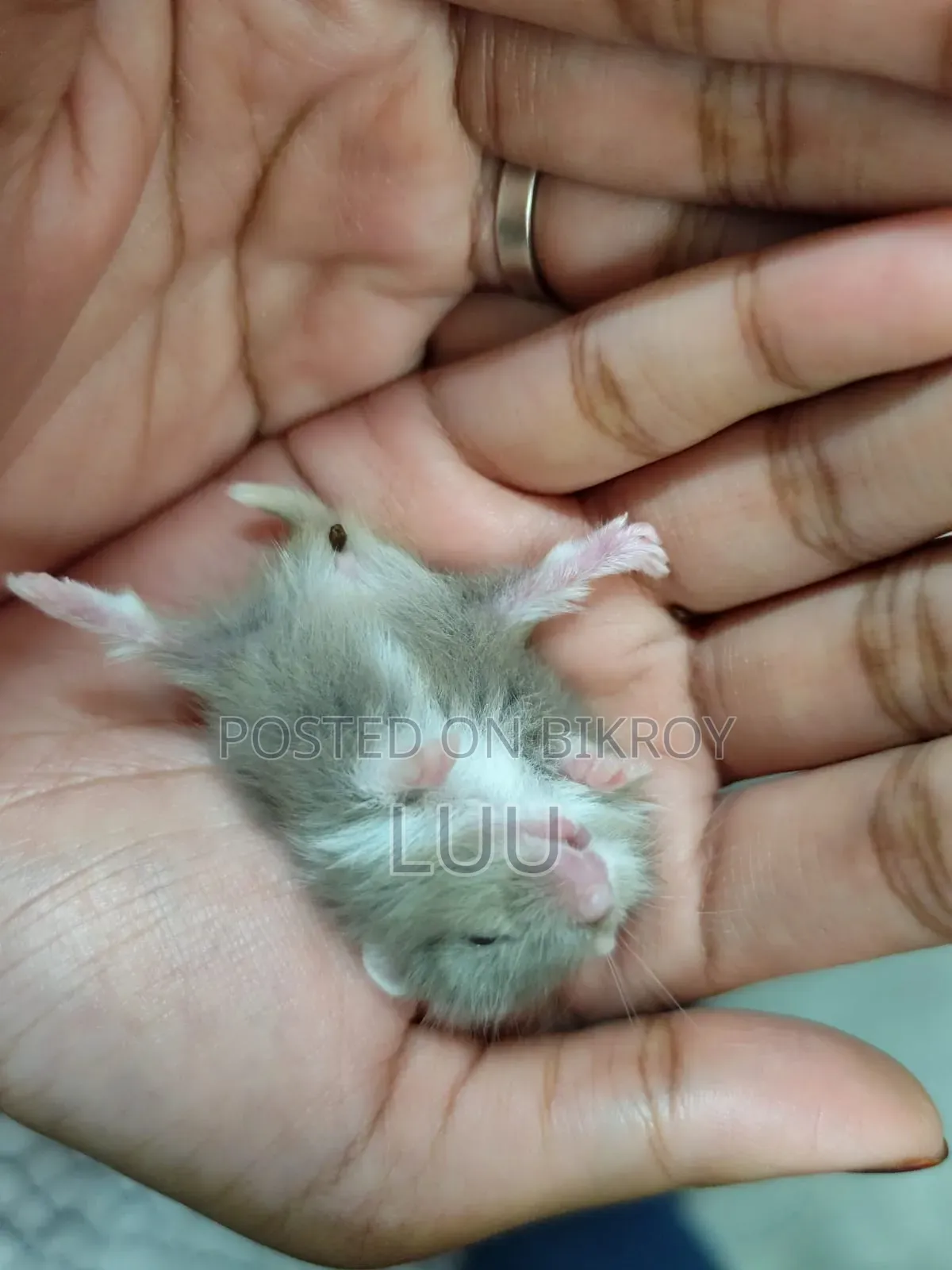 ক্যাম্পবেল ডোয়ার্ফ হ্যামস্টার ৩ সপ্তাহ