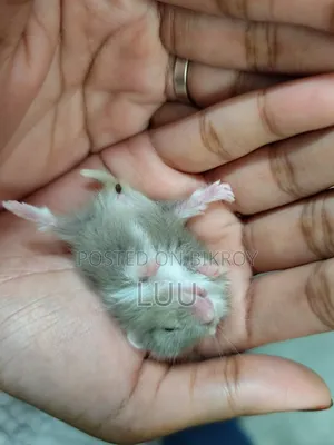 ক্যাম্পবেল ডোয়ার্ফ হ্যামস্টার ৩ সপ্তাহ