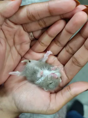 ক্যাম্পবেল ডোয়ার্ফ হ্যামস্টার ৩ সপ্তাহ