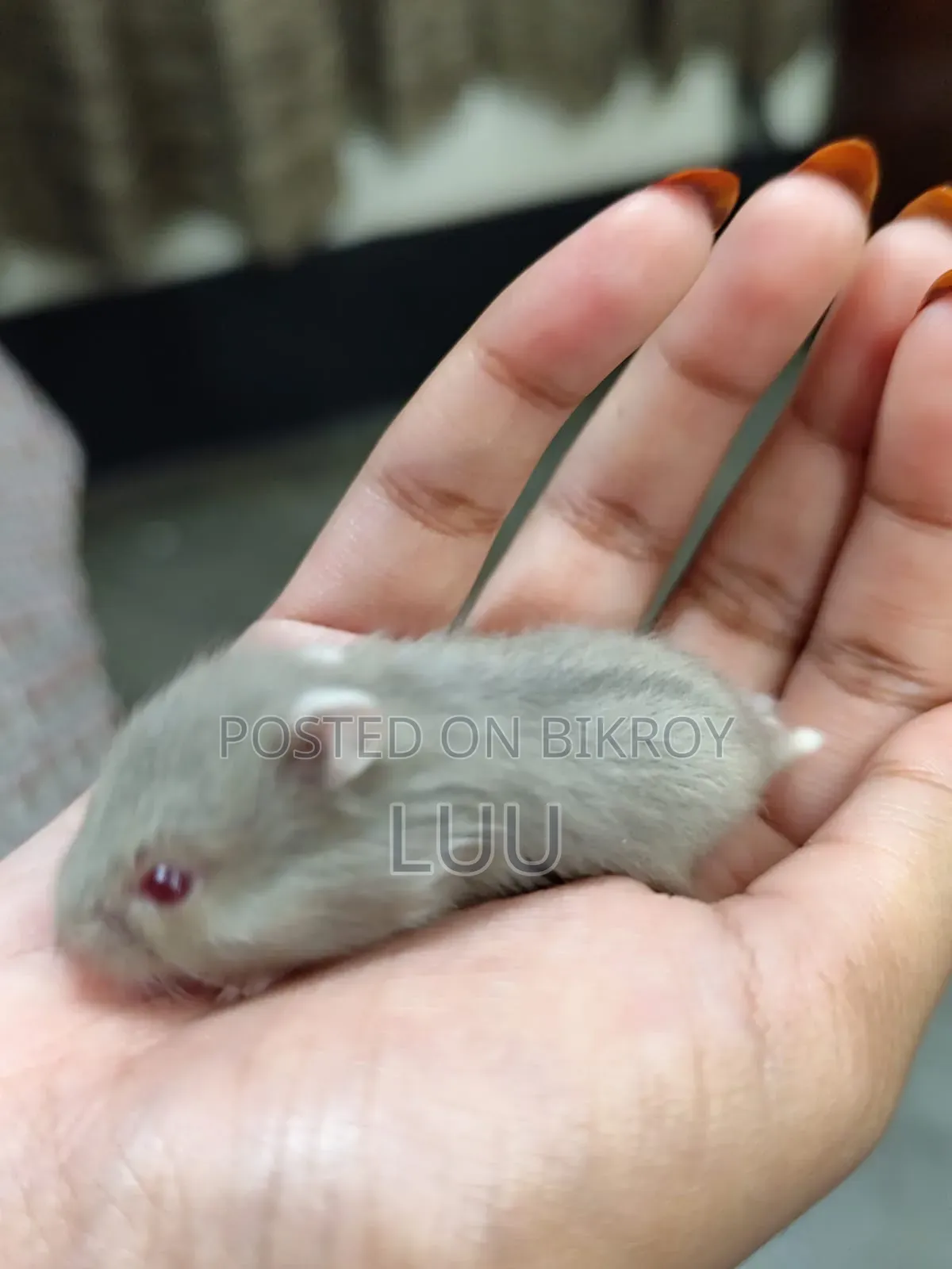 ক্যাম্পবেল ডোয়ার্ফ হ্যামস্টার ৩ সপ্তাহ