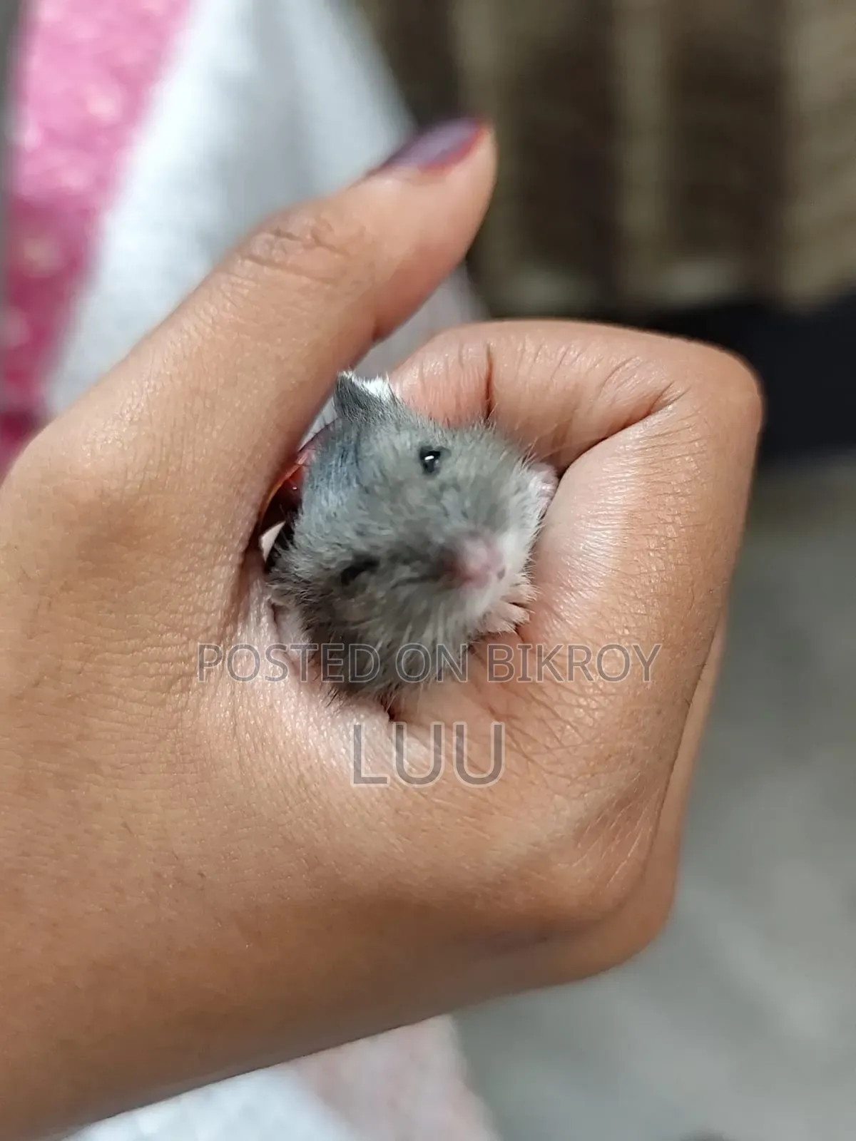 ক্যাম্পবেল ডোয়ার্ফ হ্যামস্টার ৩ সপ্তাহ