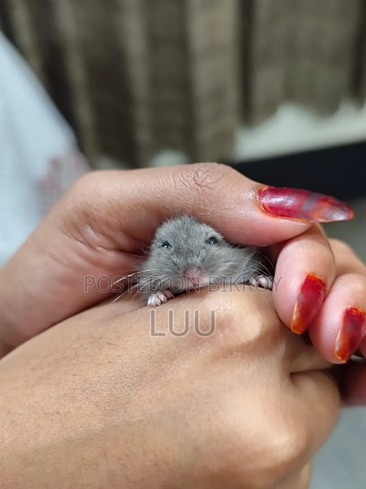 ক্যাম্পবেল ডোয়ার্ফ হ্যামস্টার ৩ সপ্তাহ