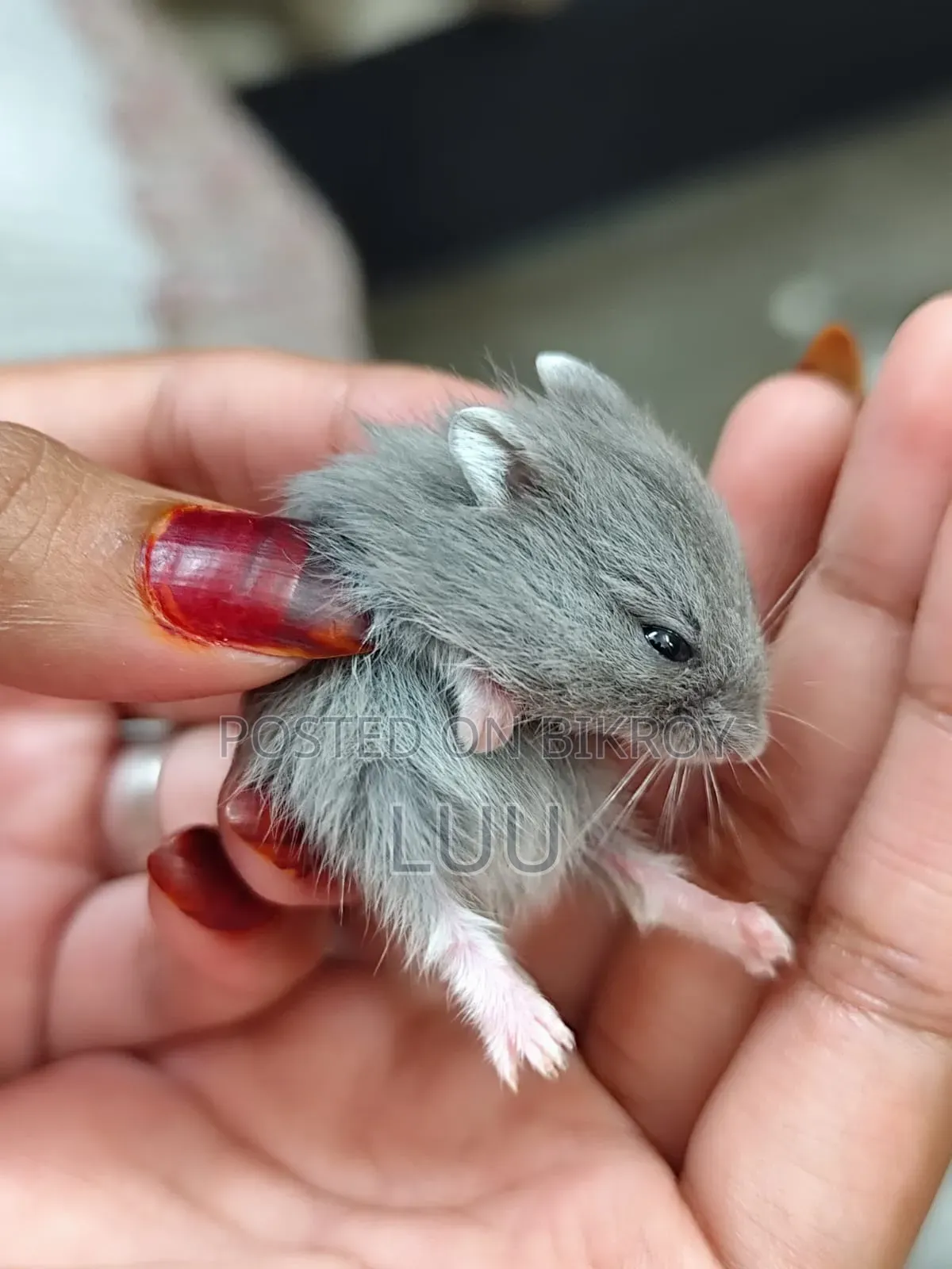 ক্যাম্পবেল ডোয়ার্ফ হ্যামস্টার ৩ সপ্তাহ