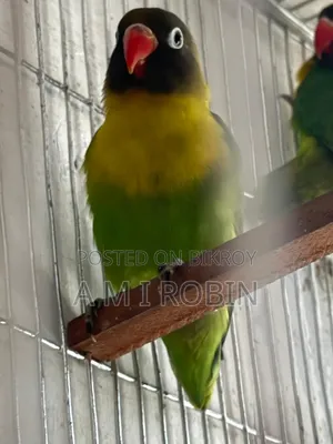 Yellow Collared Love Bird Breeding Pair