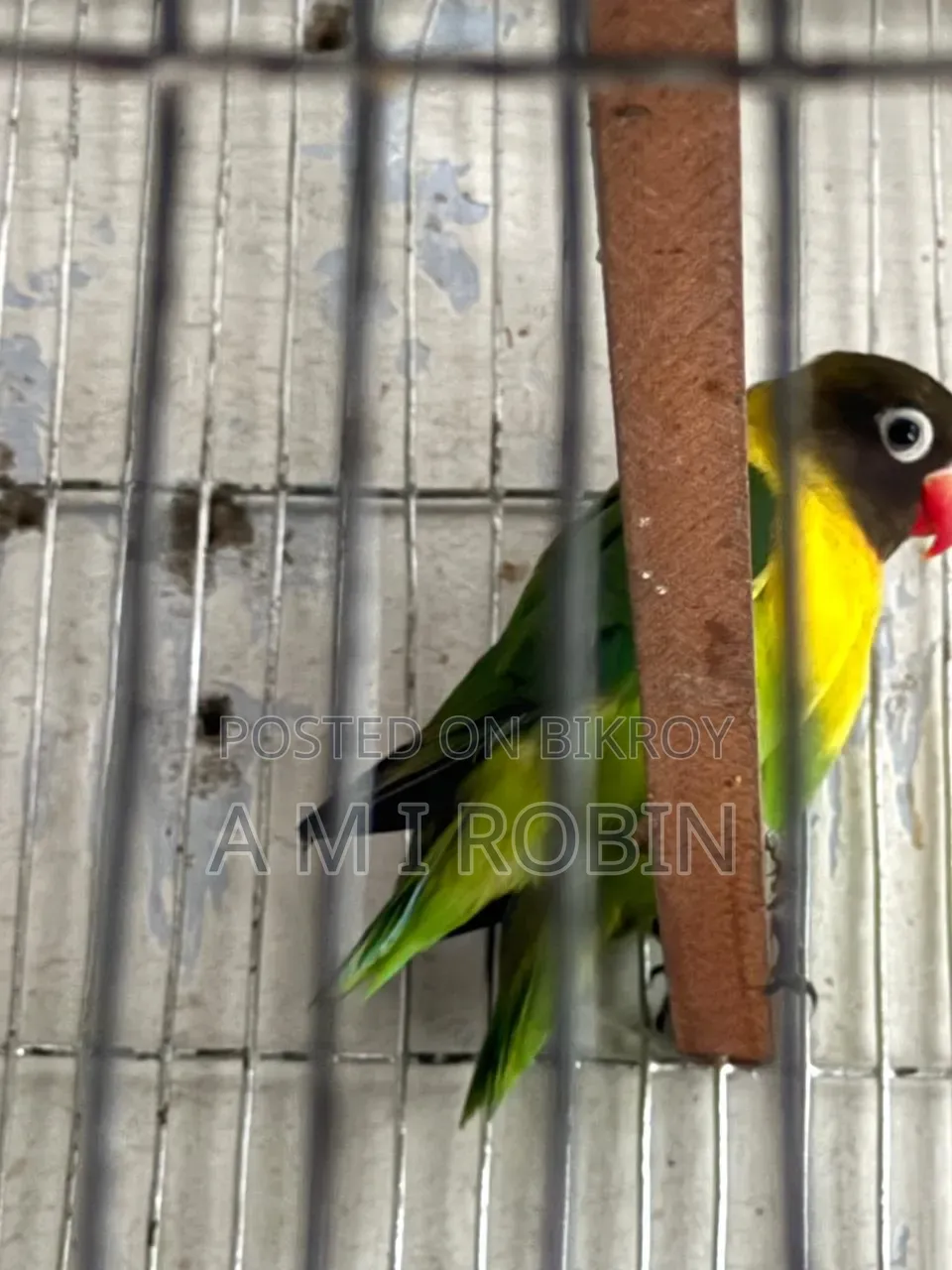 Yellow Collared Love Bird Breeding Pair