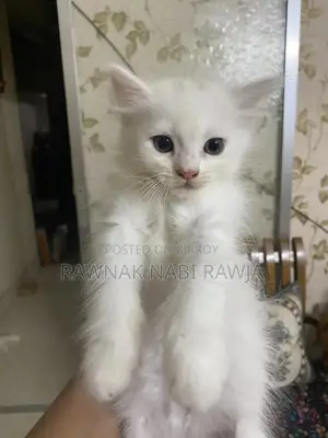 0-1 Month Male Purebred Persian