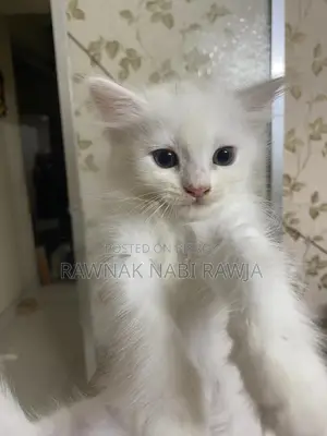 0-1 Month Male Purebred Persian