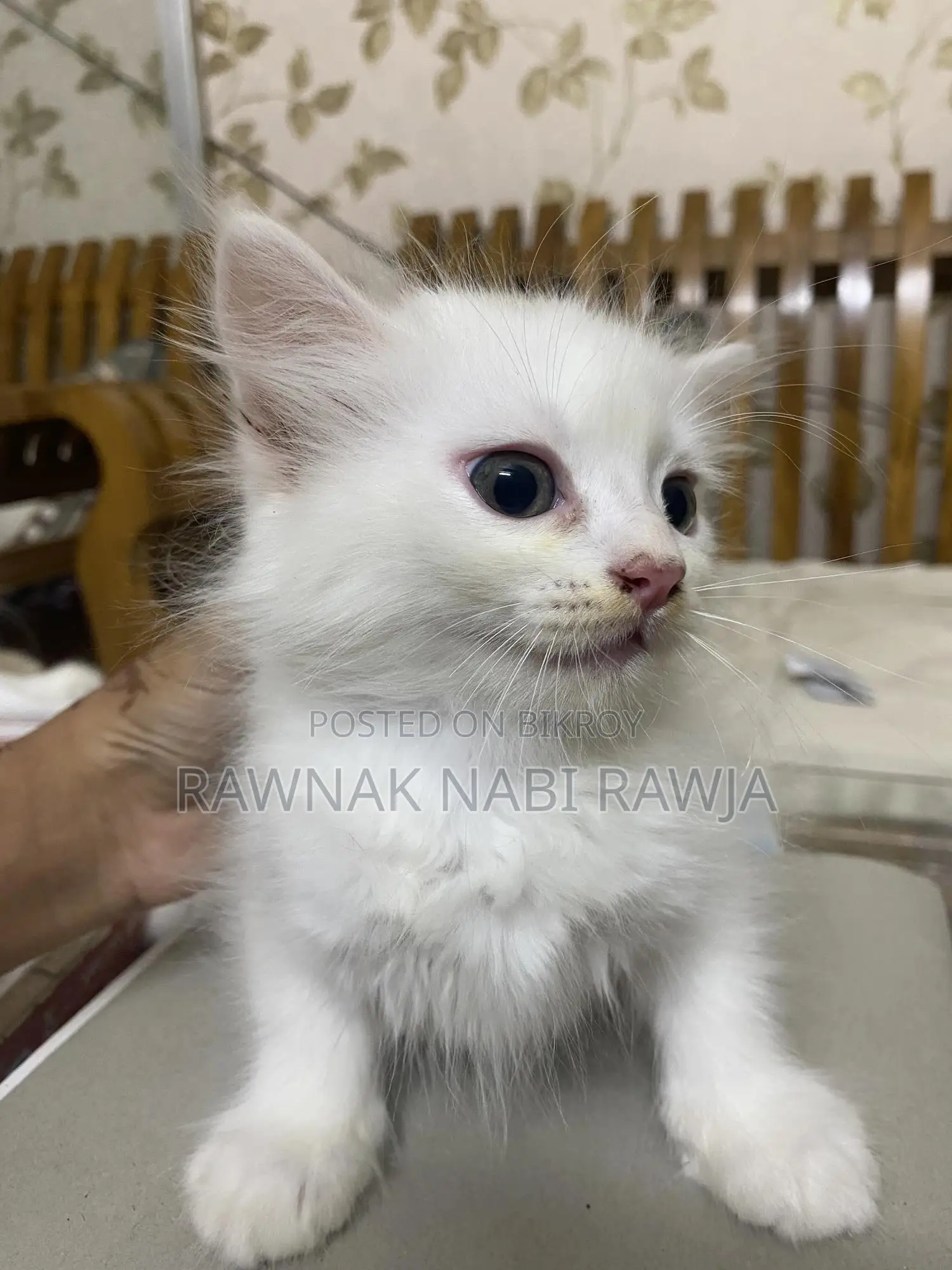 0-1 Month Male Purebred Persian