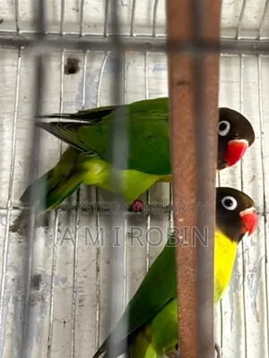 Yellow Collared Love Bird Breeding Pair