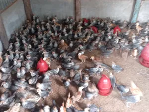 Fayoumi Chicken