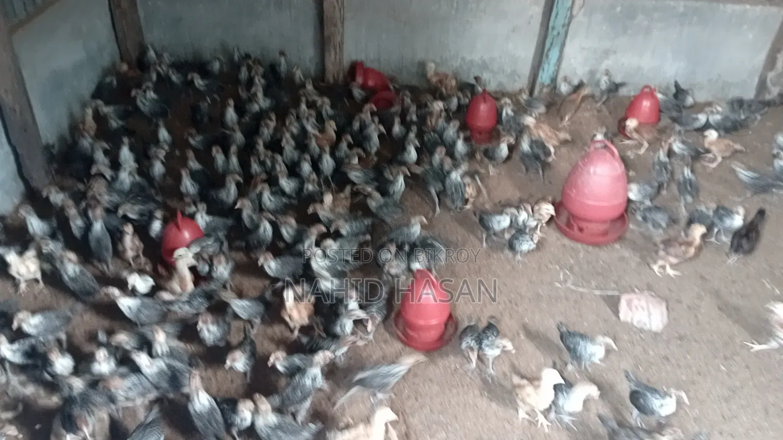 Fayoumi Chicken