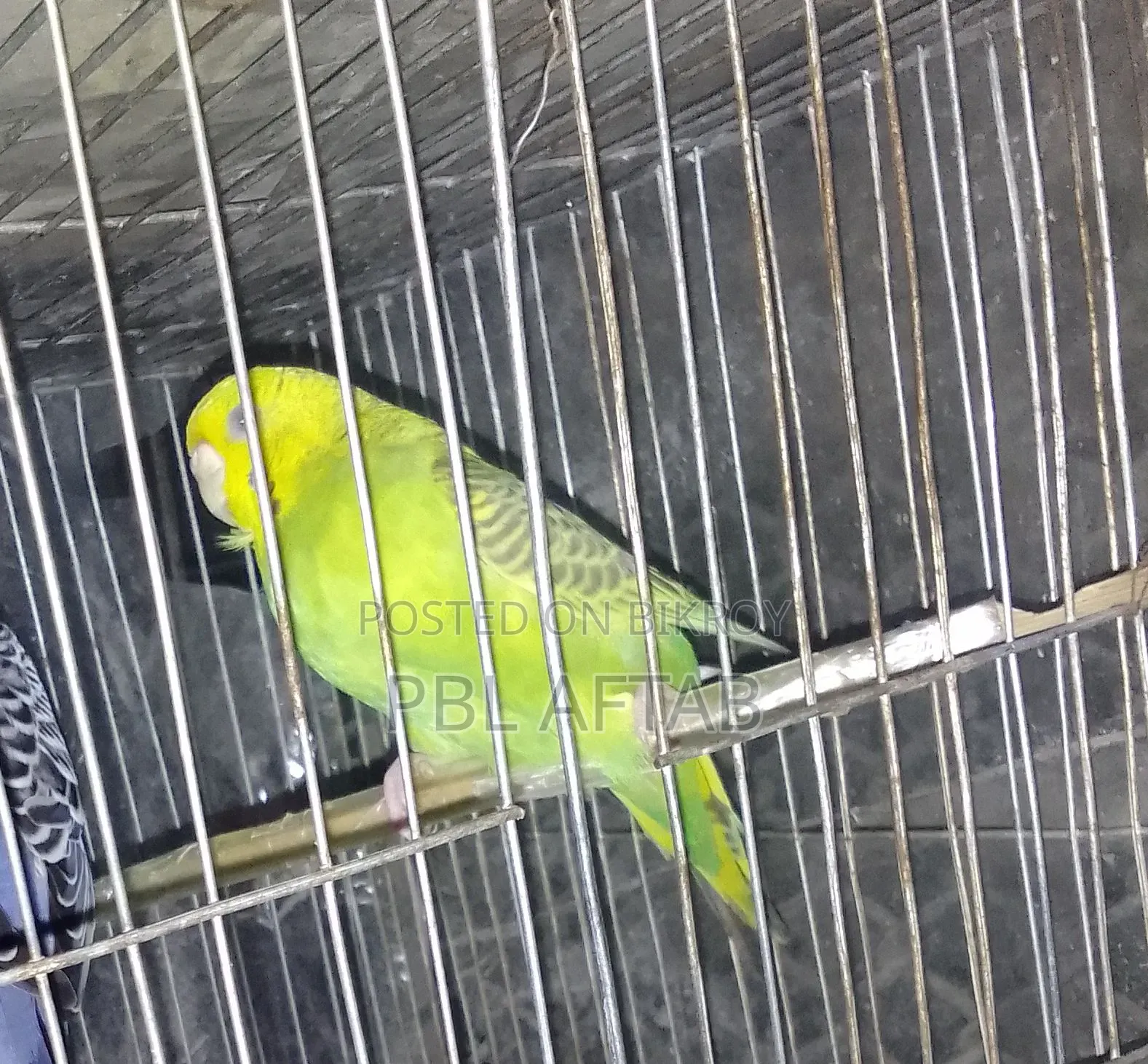 Budgie Bird