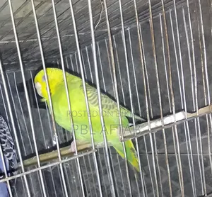 Budgie Bird