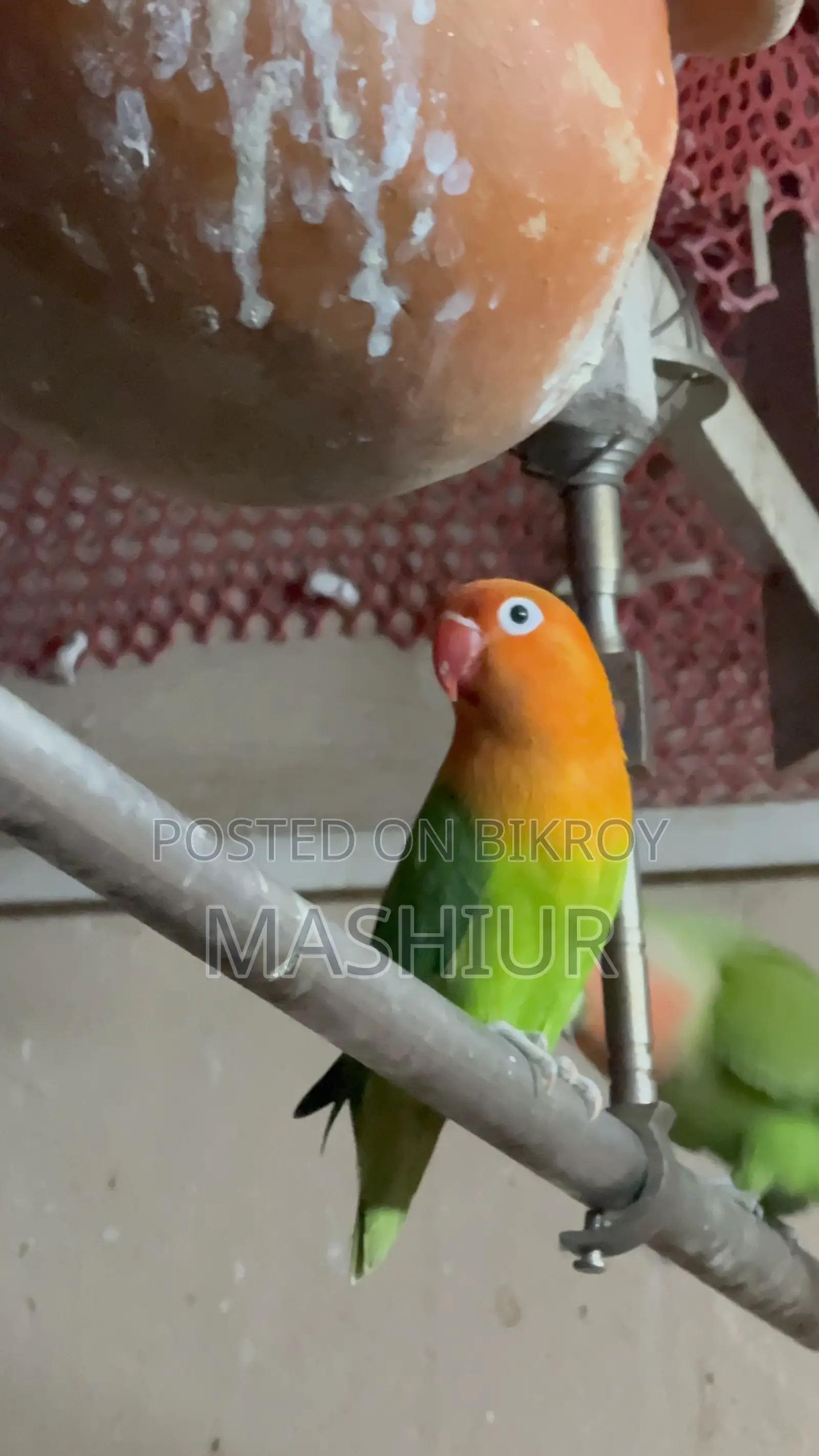 গ্রিন ওপালাইন লাভ বার্ড
