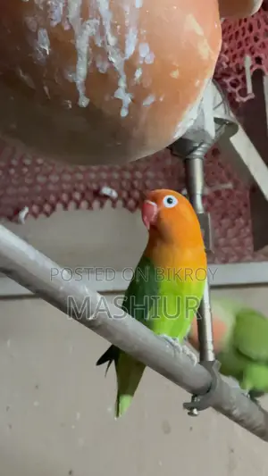 Green Opaline Love Bird