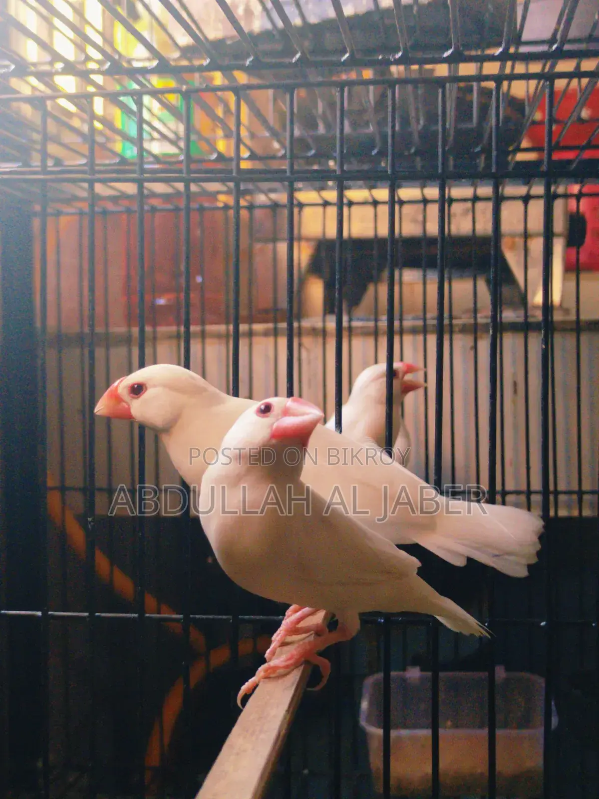 Running White Java Finches