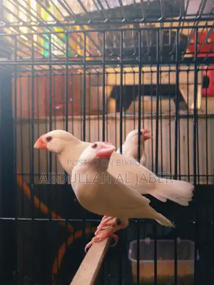 Running White Java Finches