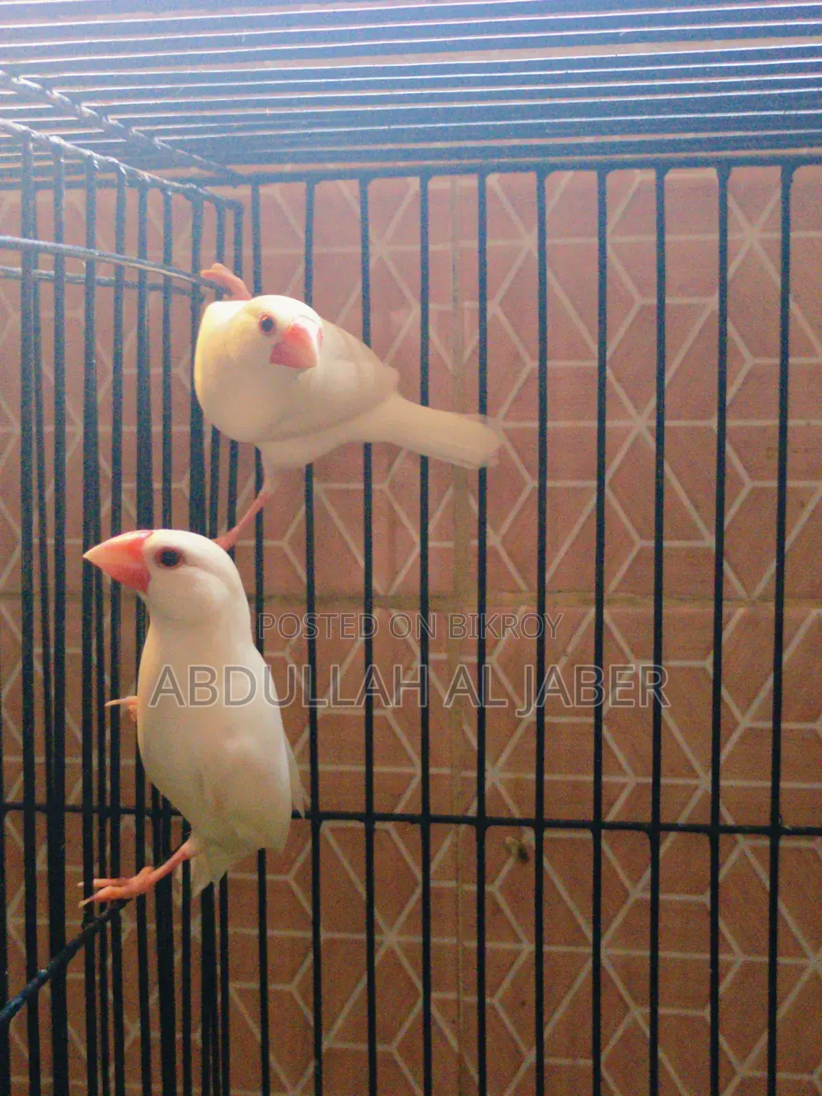 Running White Java Finches