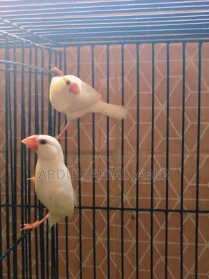 Running White Java Finches