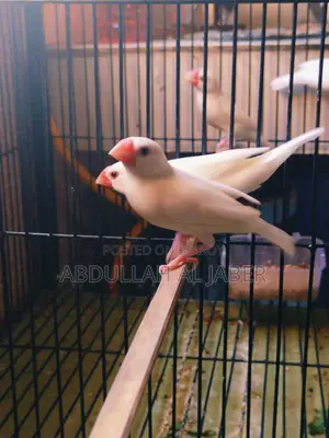 Running White Java Finches
