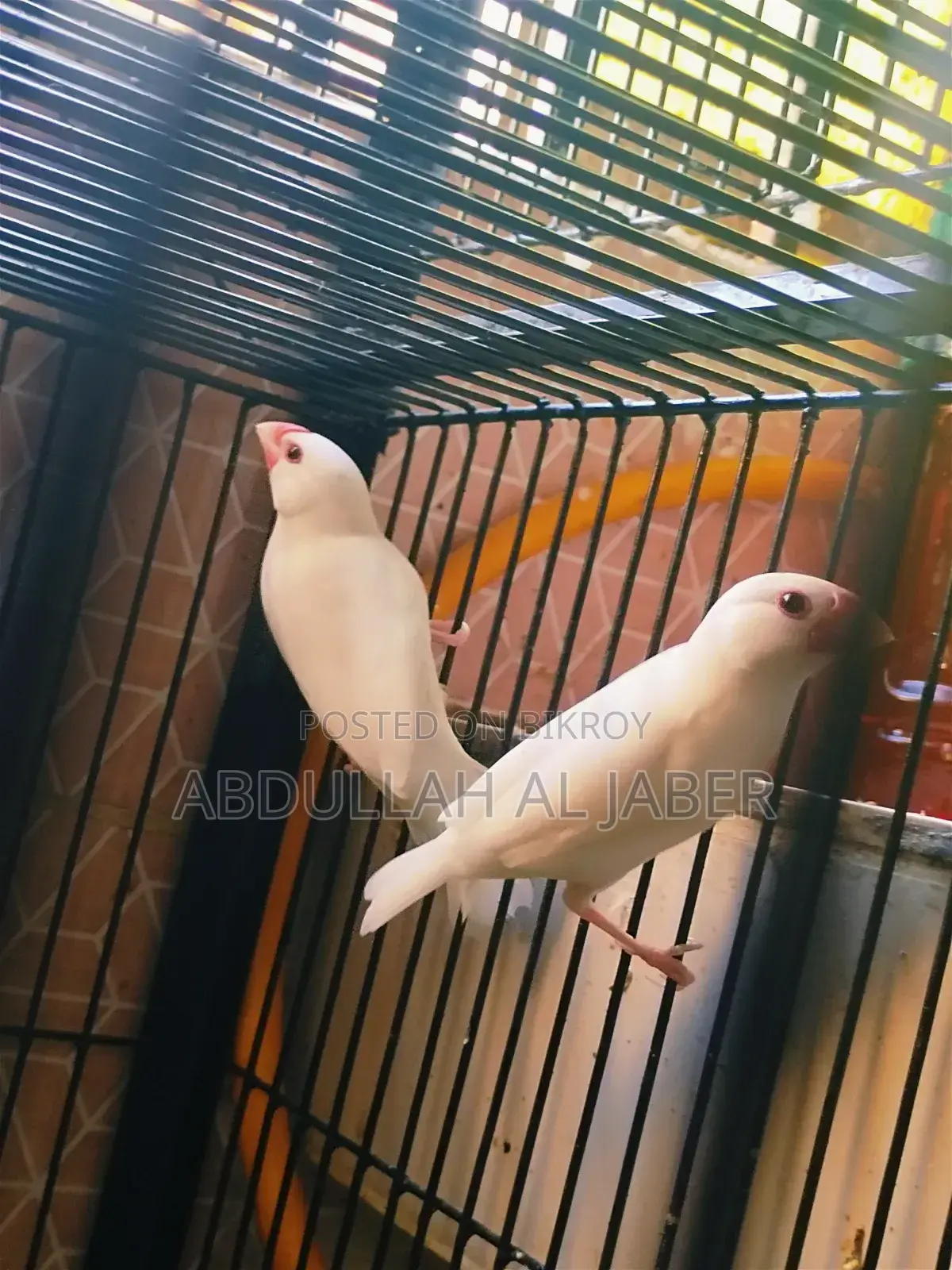 Running White Java Finches