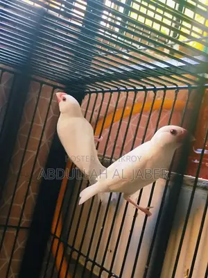 Running White Java Finches