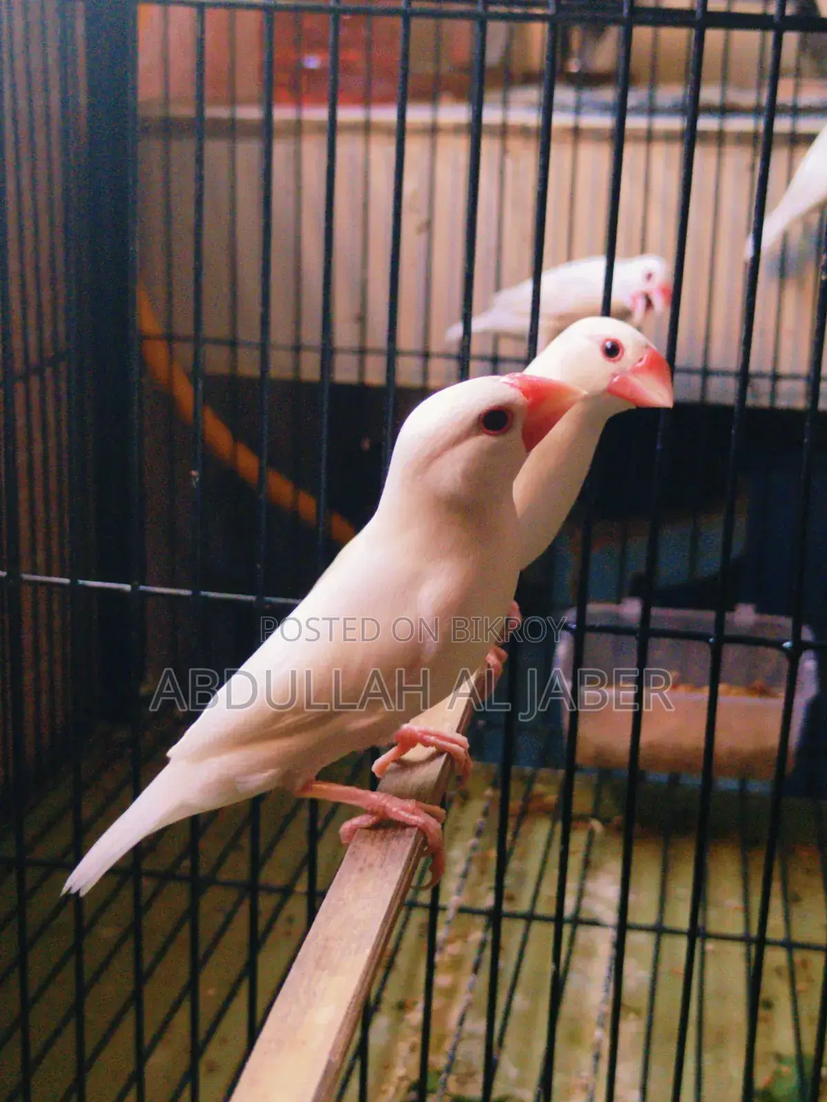 Running White Java Finches