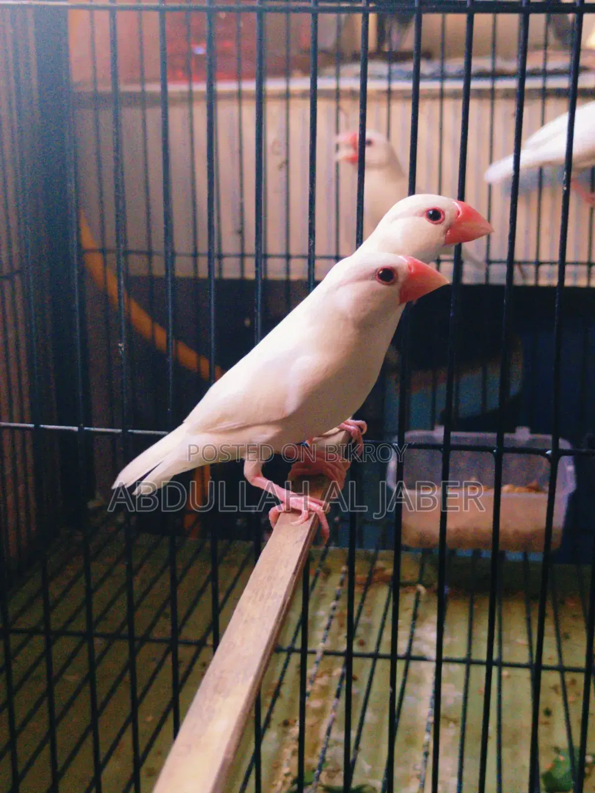 Running White Java Finches