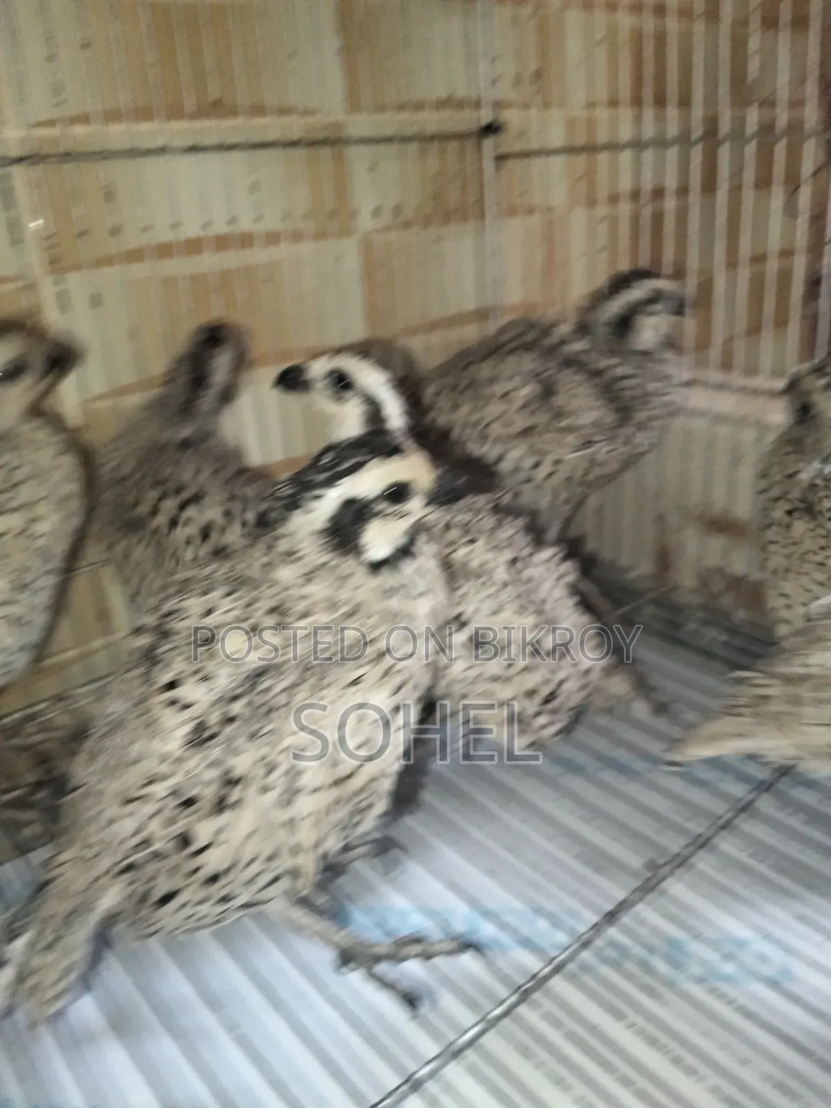 Bobwhite Quail