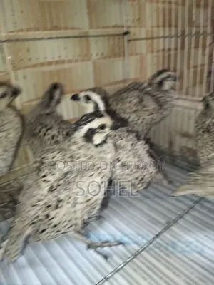 Bobwhite Quail