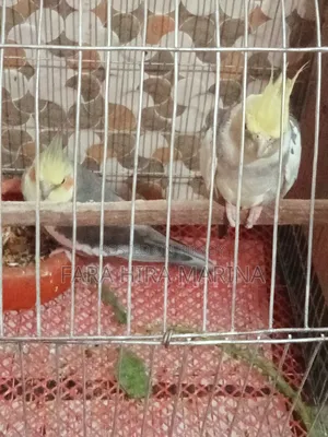 ককাটেল (জোড়া)