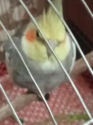 ককাটেল (জোড়া)