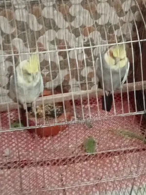 ককাটেল (জোড়া)