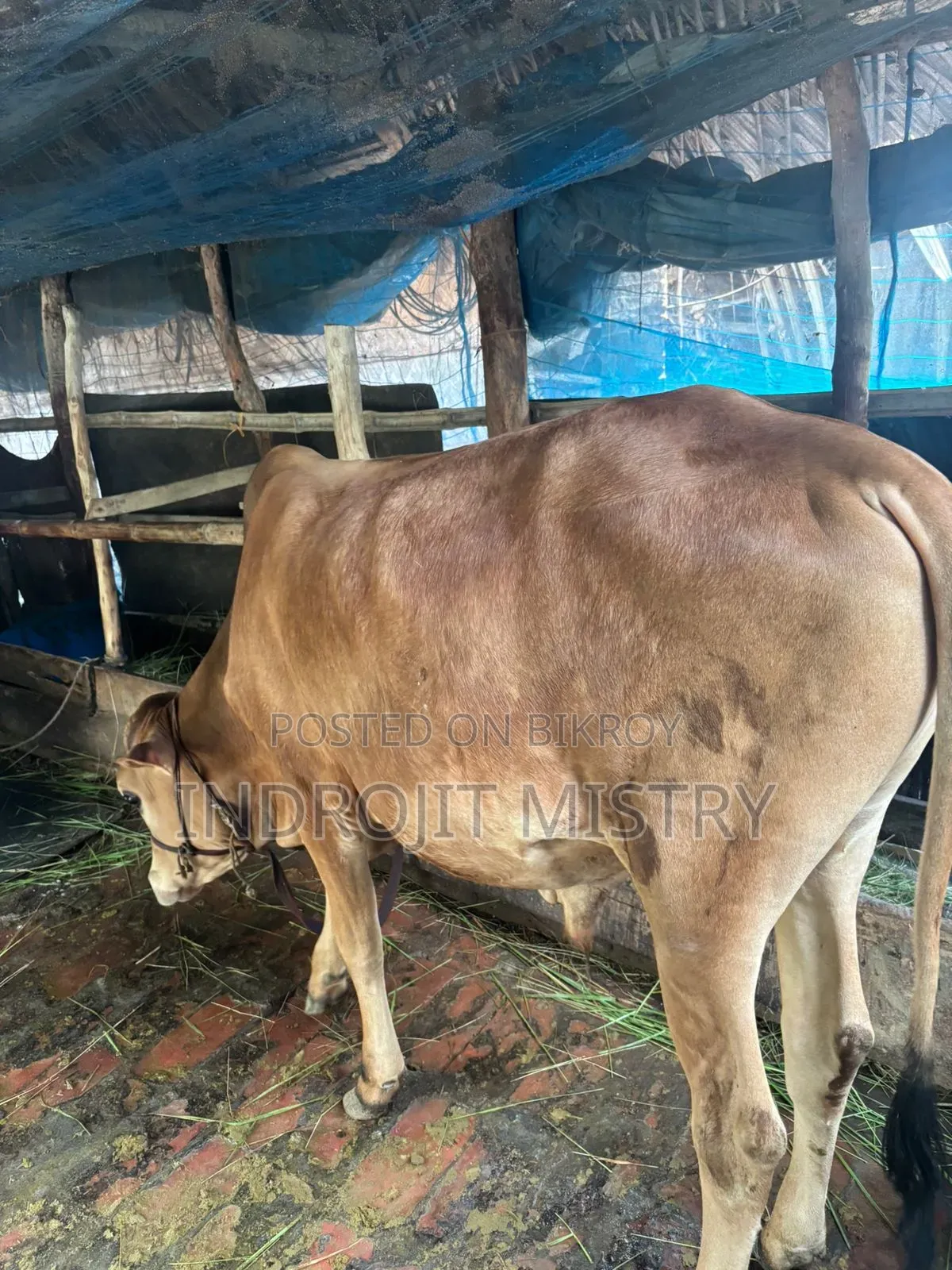 দেশি ক্রস গরু বিক্রি হবে
