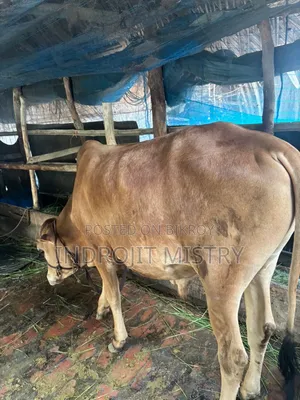 দেশি ক্রস গরু বিক্রি হবে