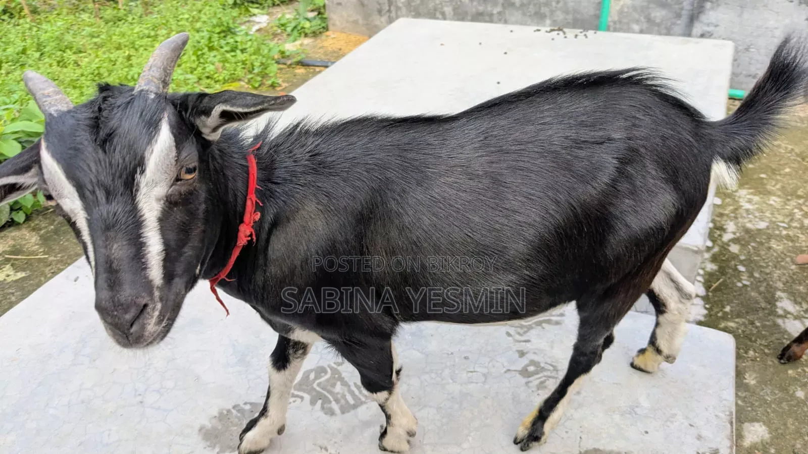 কুরবানীর উপযোগী দুই দাঁতের খাসি ছাগল।