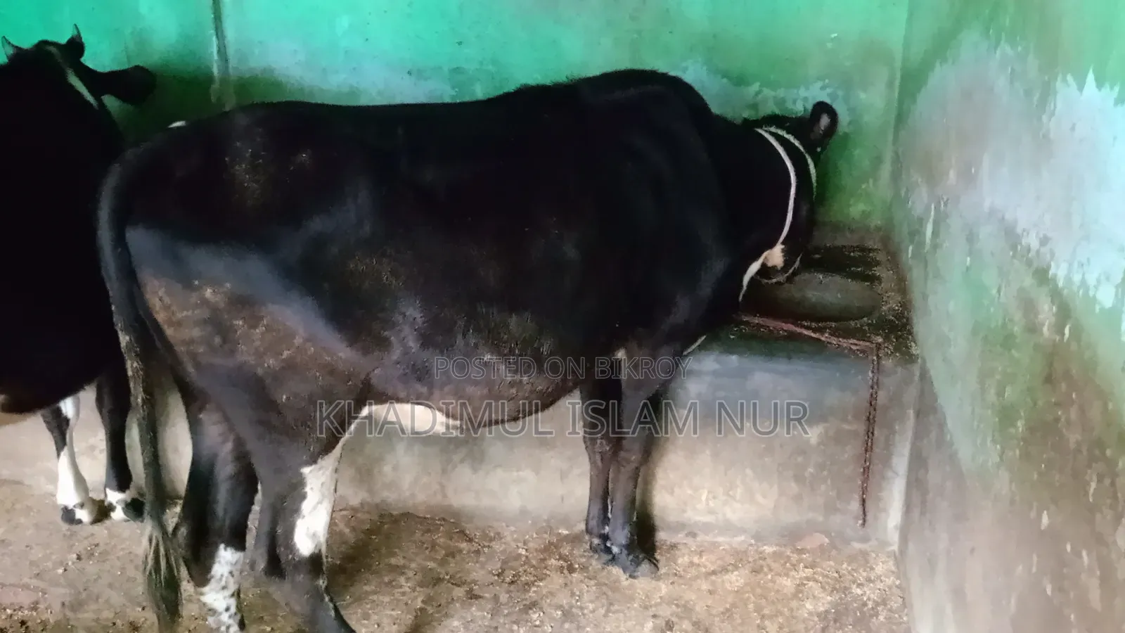 কুরবানির উপযোগী দুই দাঁতের গরু