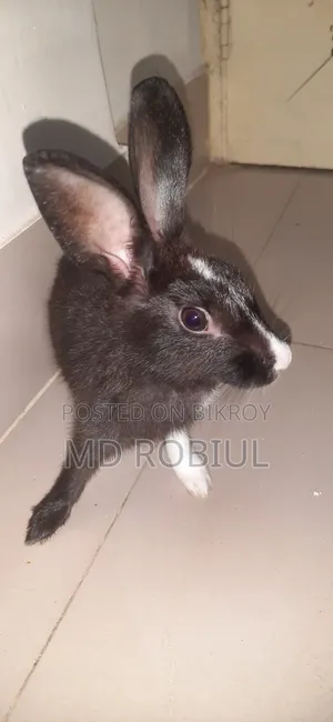 Black and White Pet Rabbit for Sale