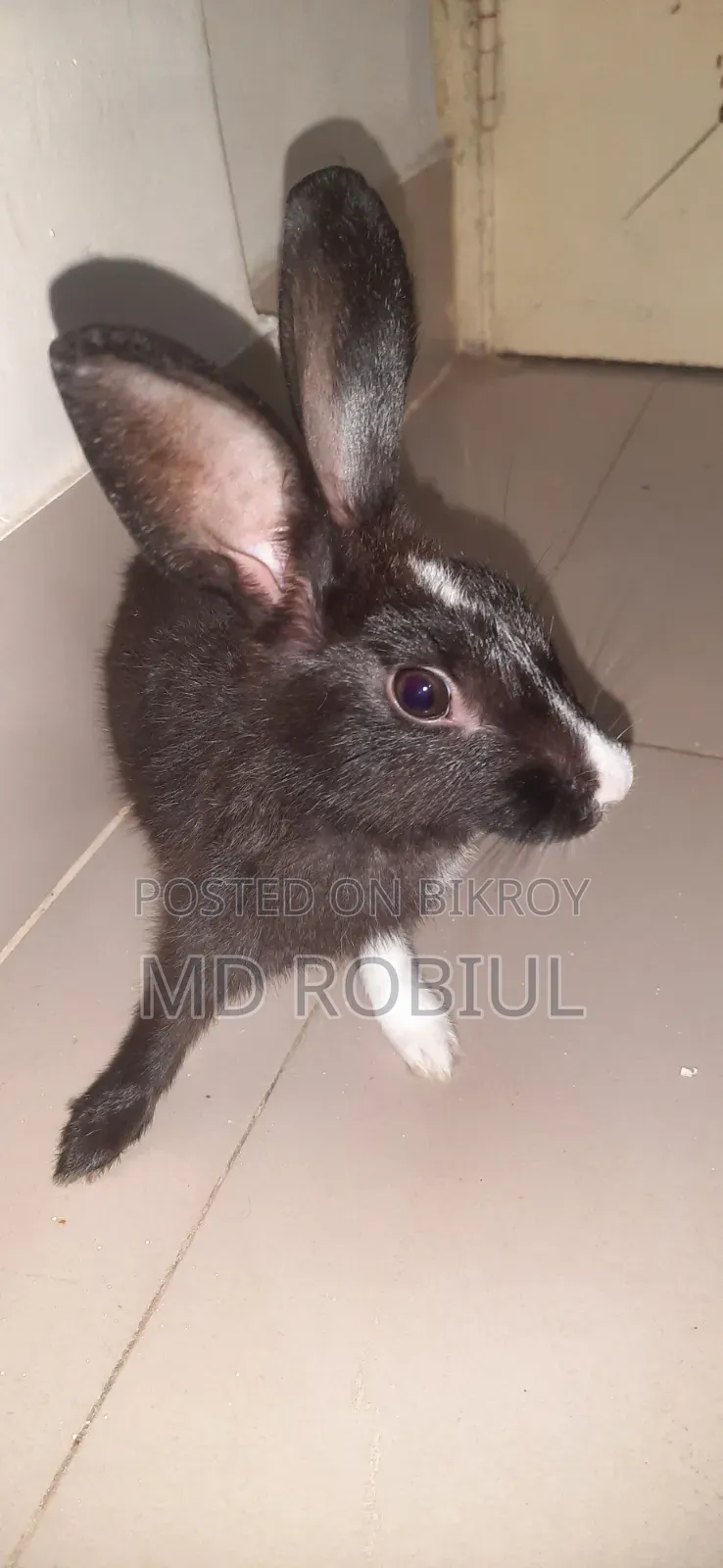 Black and White Pet Rabbit for Sale