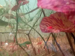 চিংড়ি বিক্রি