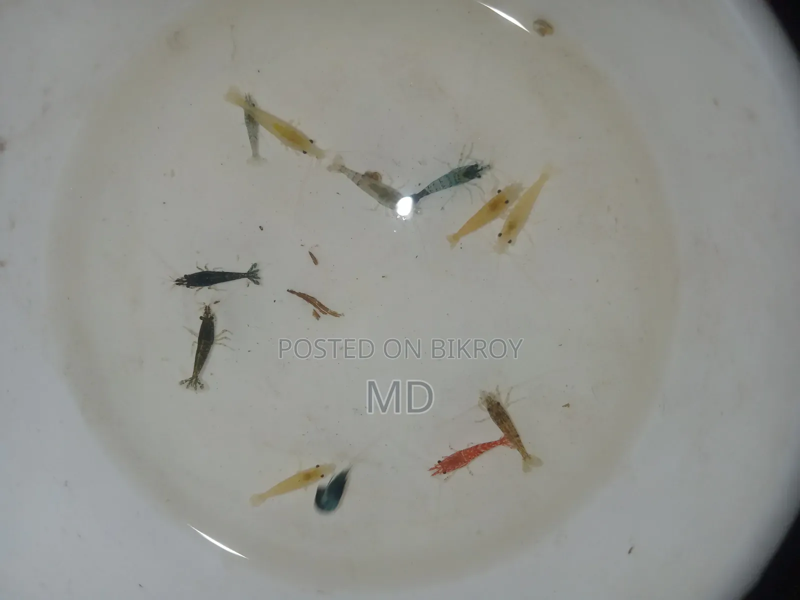 চিংড়ি বিক্রি