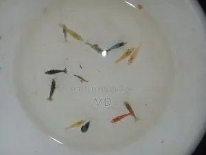 চিংড়ি বিক্রি