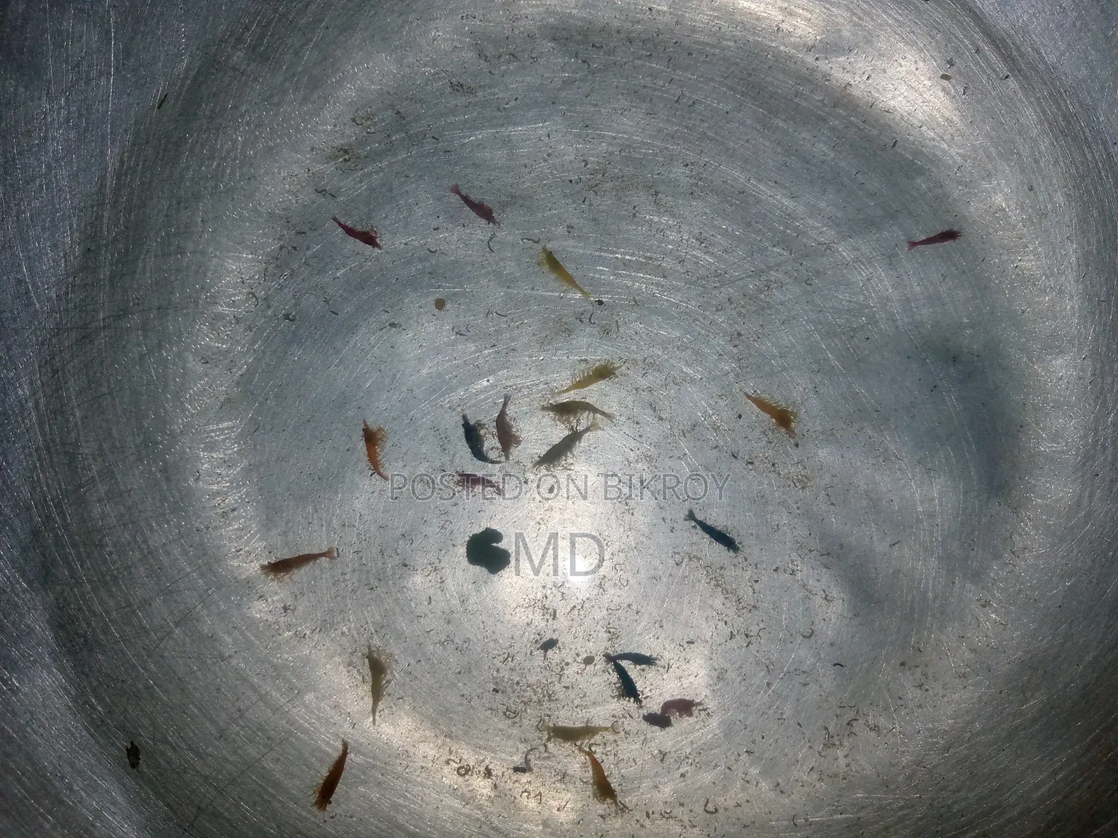চিংড়ি বিক্রি