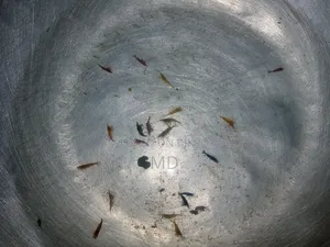 চিংড়ি বিক্রি