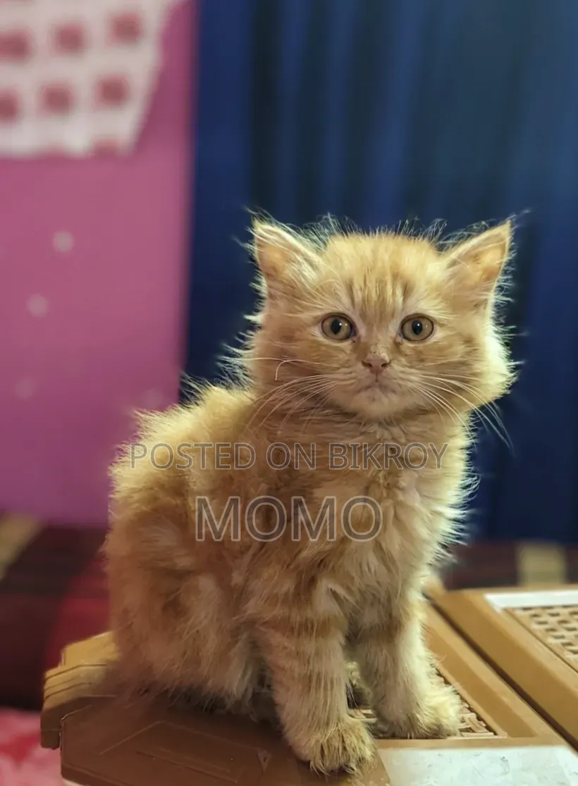 1-3 Months Male Purebred Persian