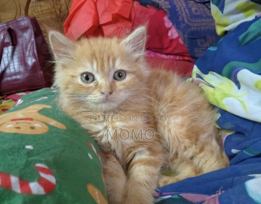1-3 Months Male Purebred Persian