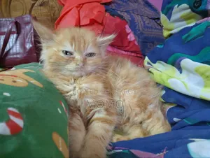 1-3 Months Male Purebred Persian