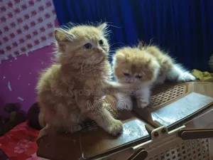 1-3 Months Male Purebred Persian